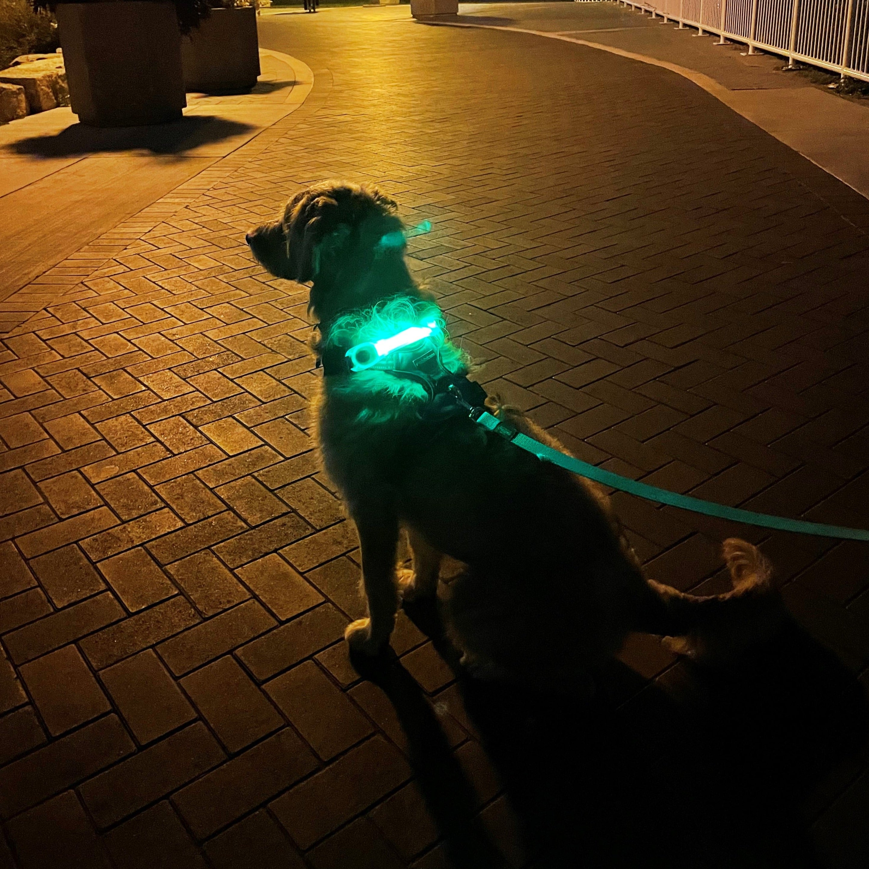 LED Light Up Collar Attachment