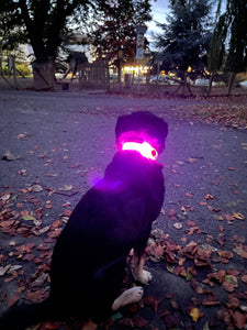 LED Light Up Collar Attachment