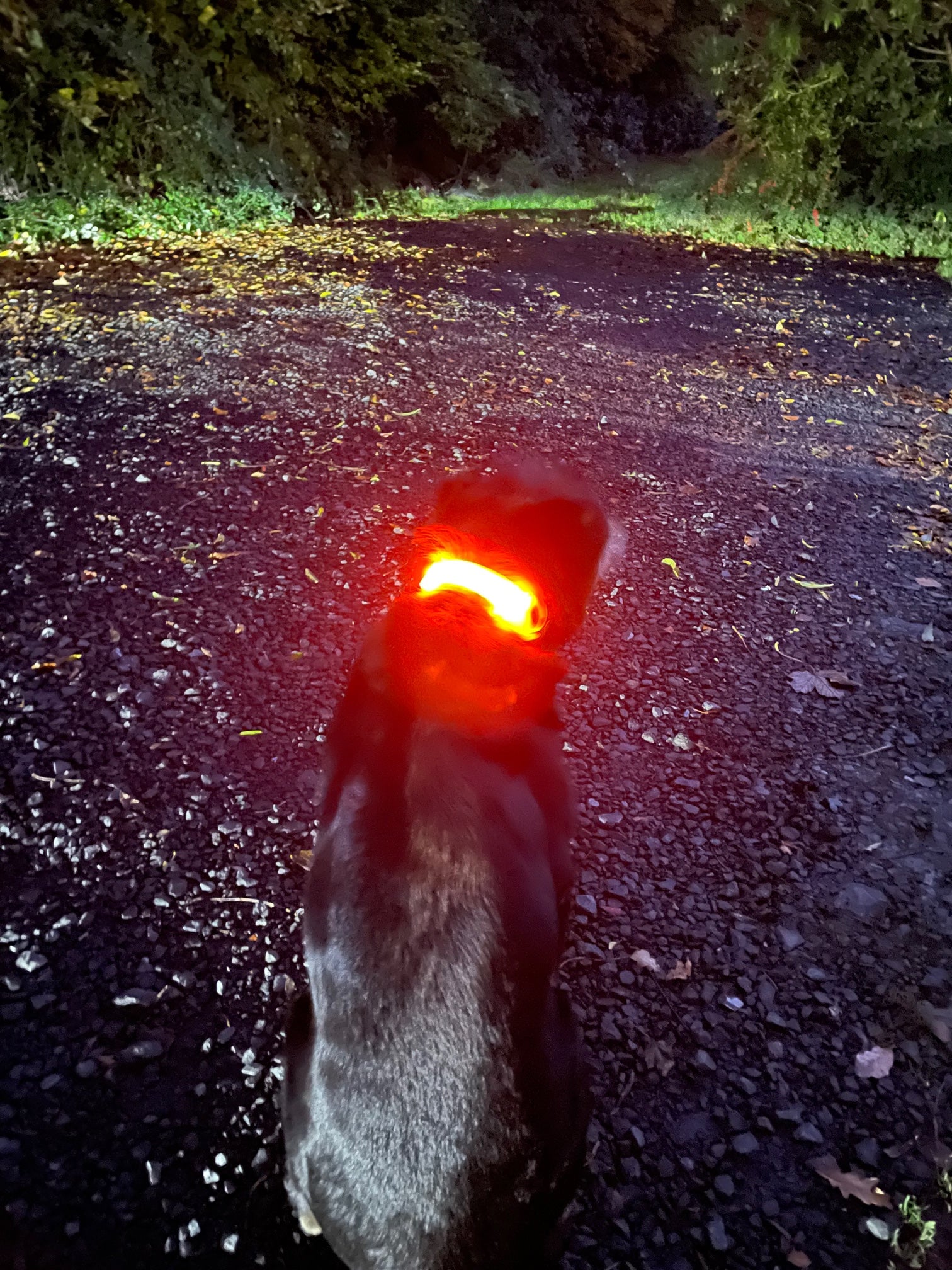 LED Light Up Collar Attachment