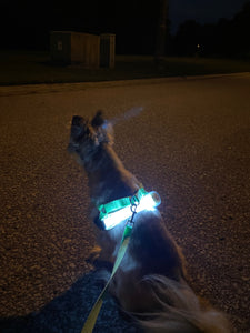 LED Light Up Collar Attachment